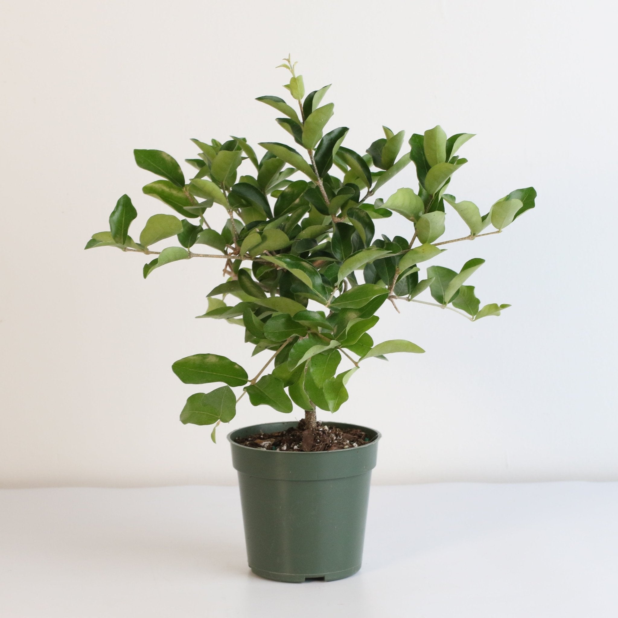 Barbados Cherry Tree (Malpighia emarginata) - Cheeky Garden