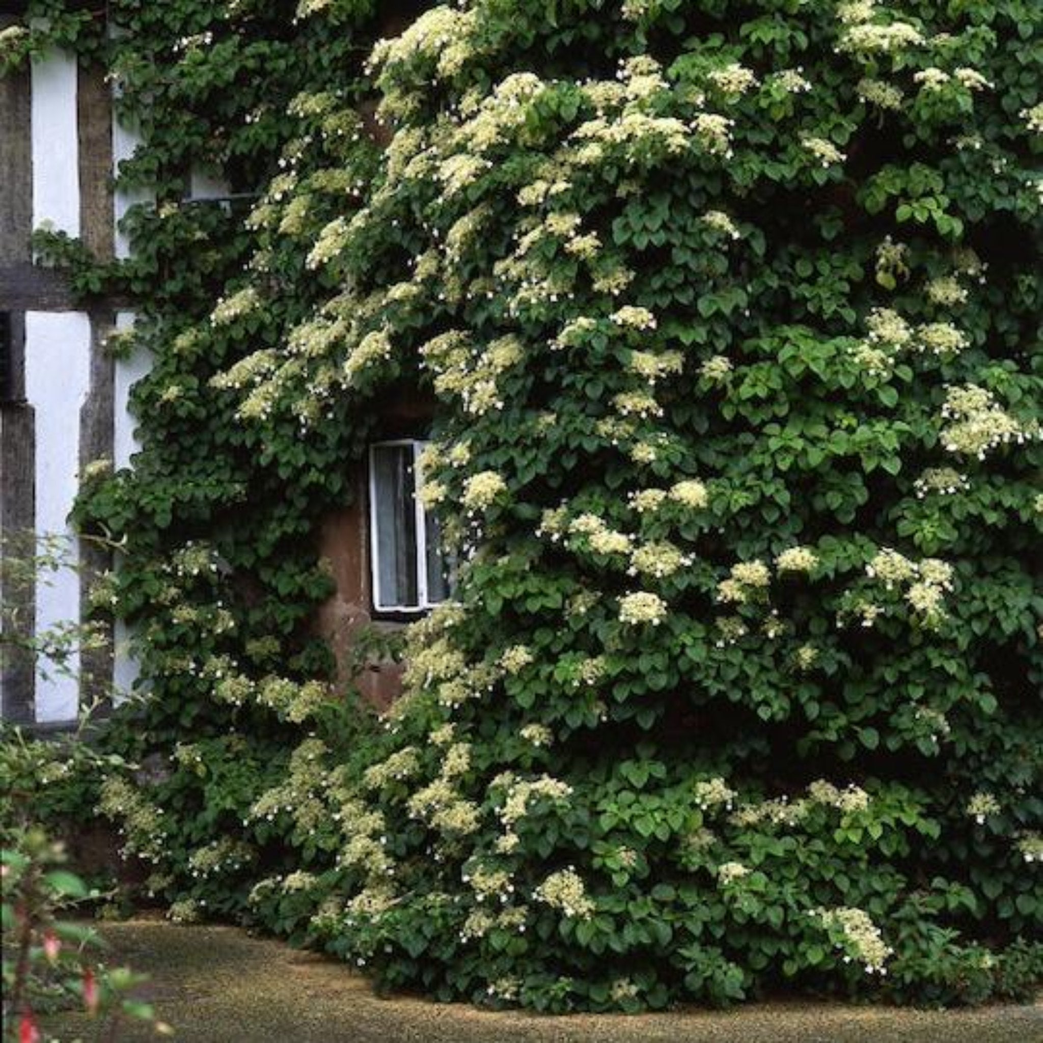 Barbara Ann Climbing Hydrangea - Cheeky Garden