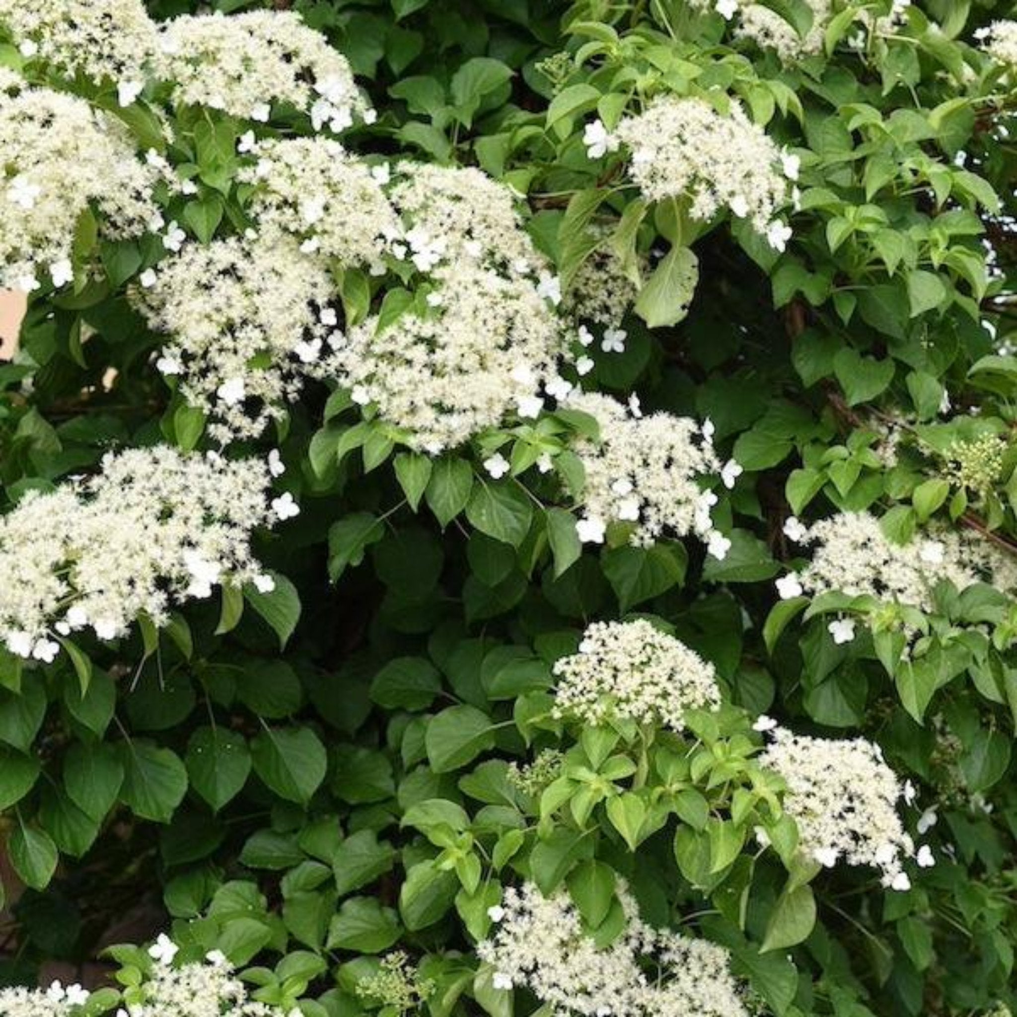 Barbara Ann Climbing Hydrangea - Cheeky Garden