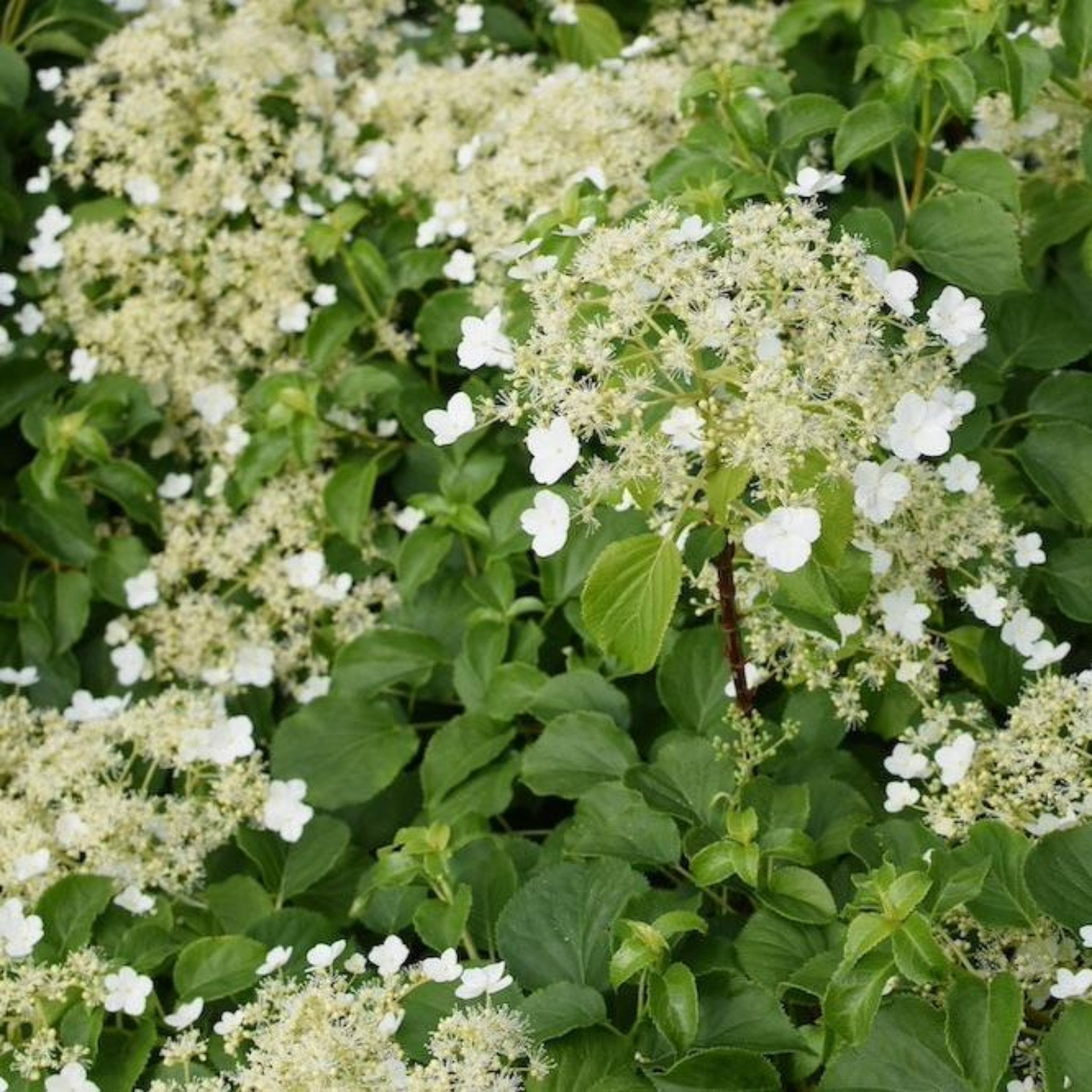 Barbara Ann Climbing Hydrangea - Cheeky Garden