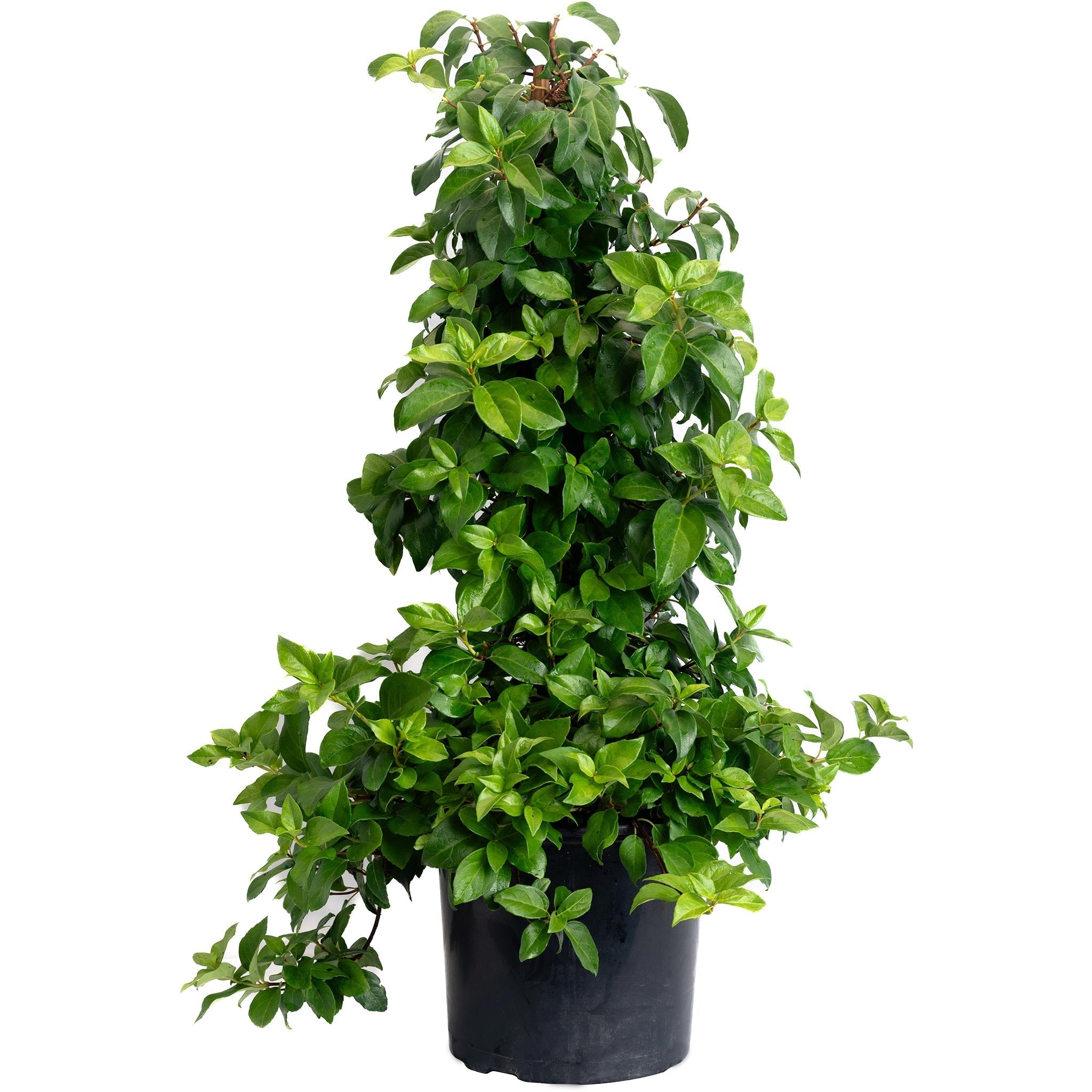 Barbara Ann Climbing Hydrangea - Cheeky Garden