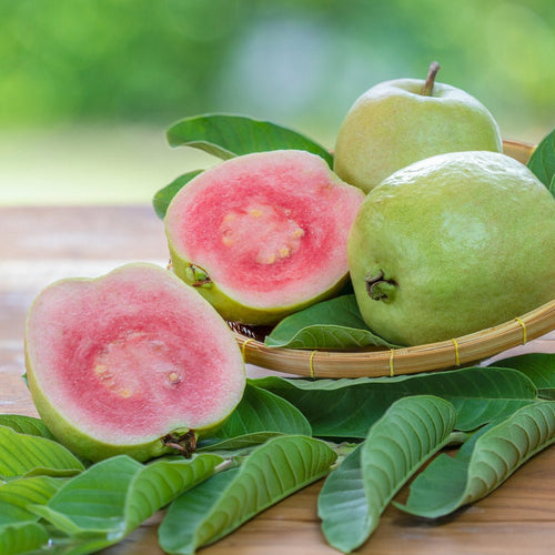 'Barbie Pink' Guava - Cheeky Garden