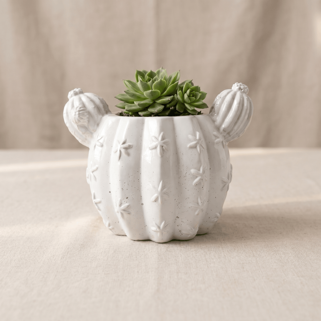 Barrel Cactus Planter – Gypsum White 3.5" - Cheeky Garden