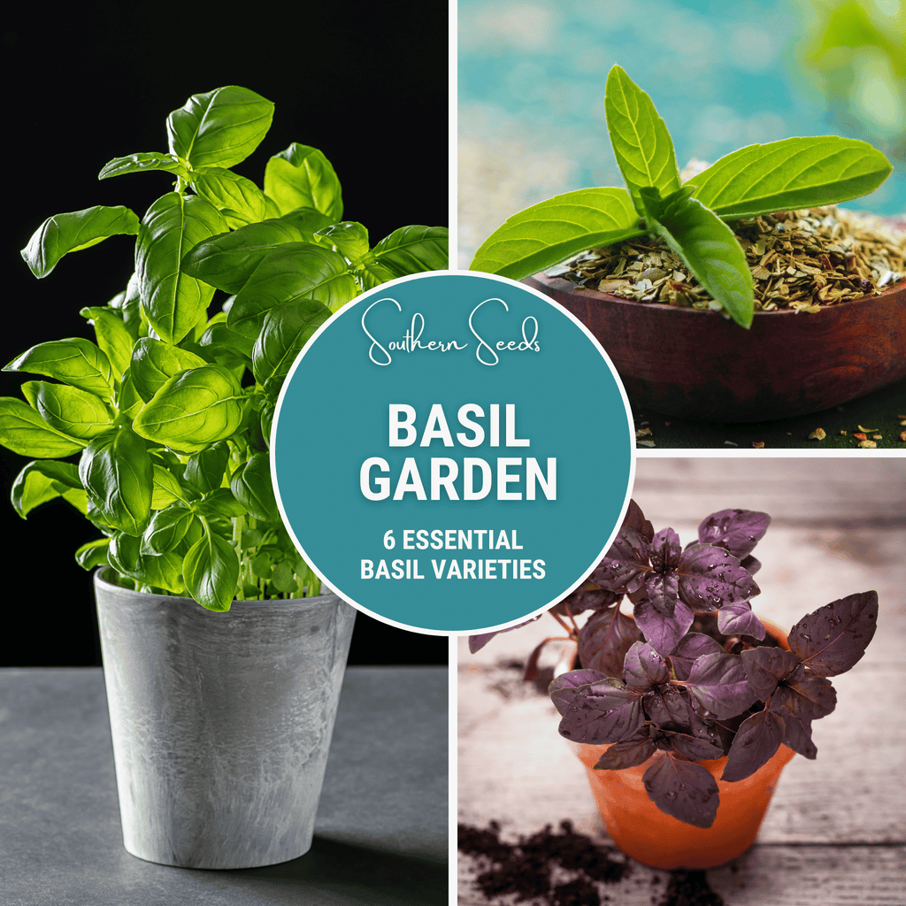 Basil Seed Collection – 6 Varieties - Cheeky Garden