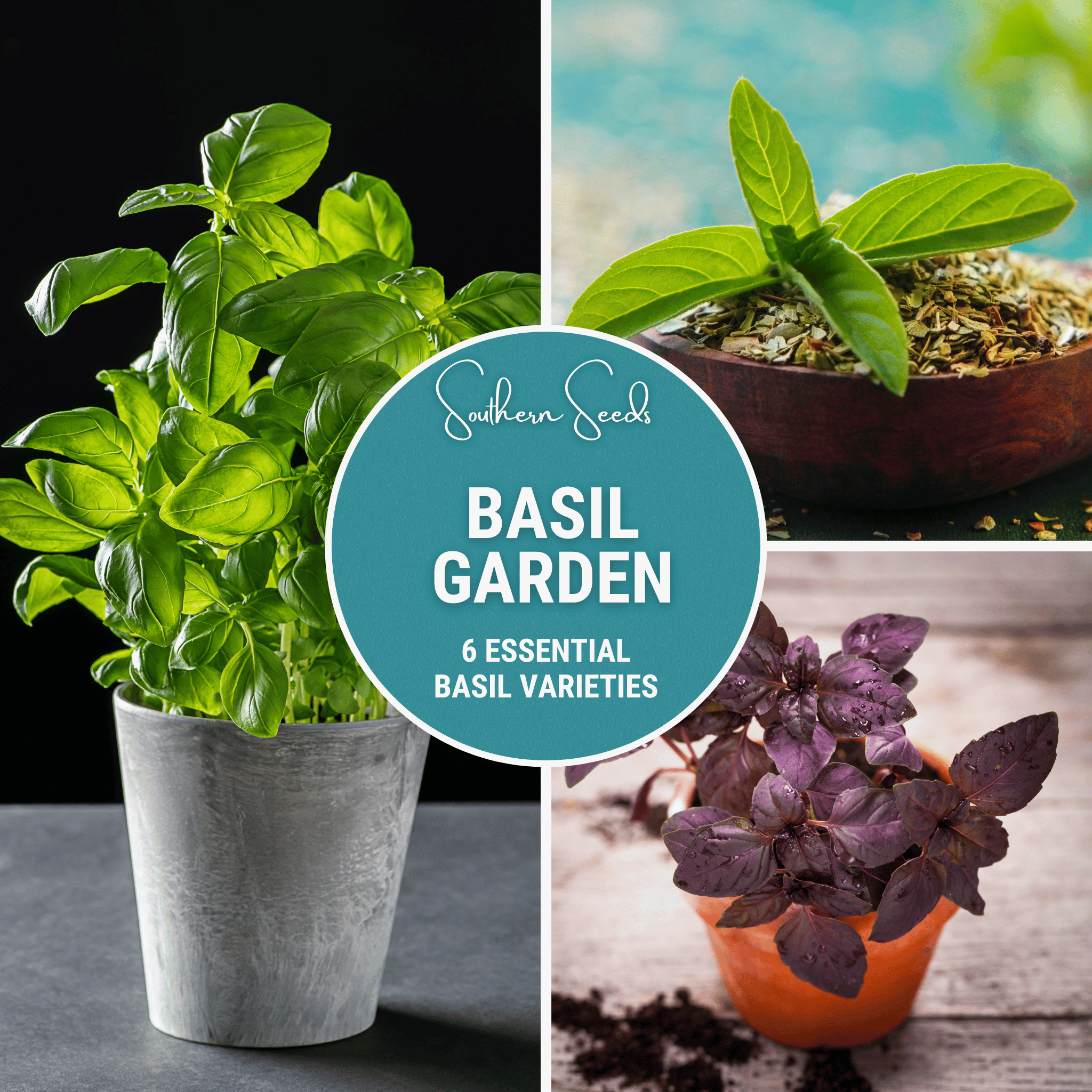 Basil Seed Collection – 6 Varieties - Cheeky Garden