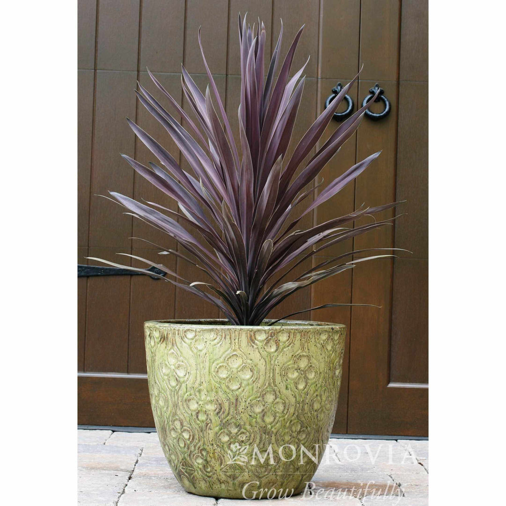 Bauer's Cordyline - Cheeky Garden