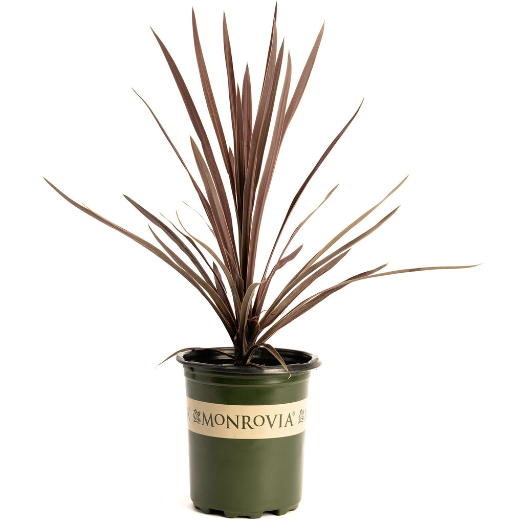 Bauer's Cordyline - Cheeky Garden