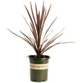 Bauer's Cordyline - Cheeky Garden