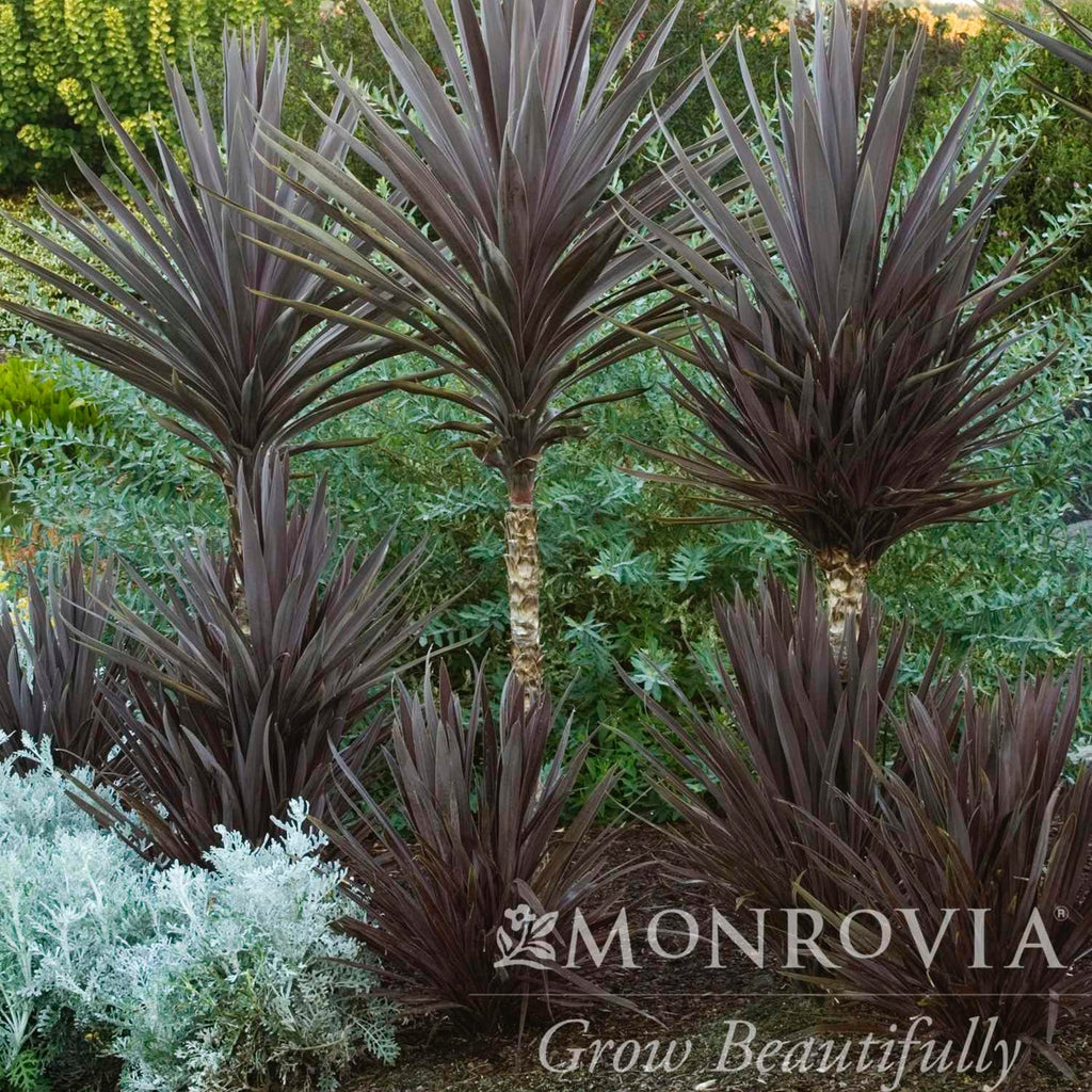Bauer's Cordyline - Cheeky Garden