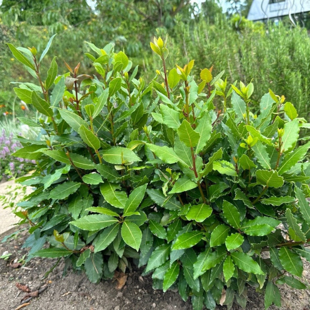 Bay Laurel Tree - Cheeky Garden