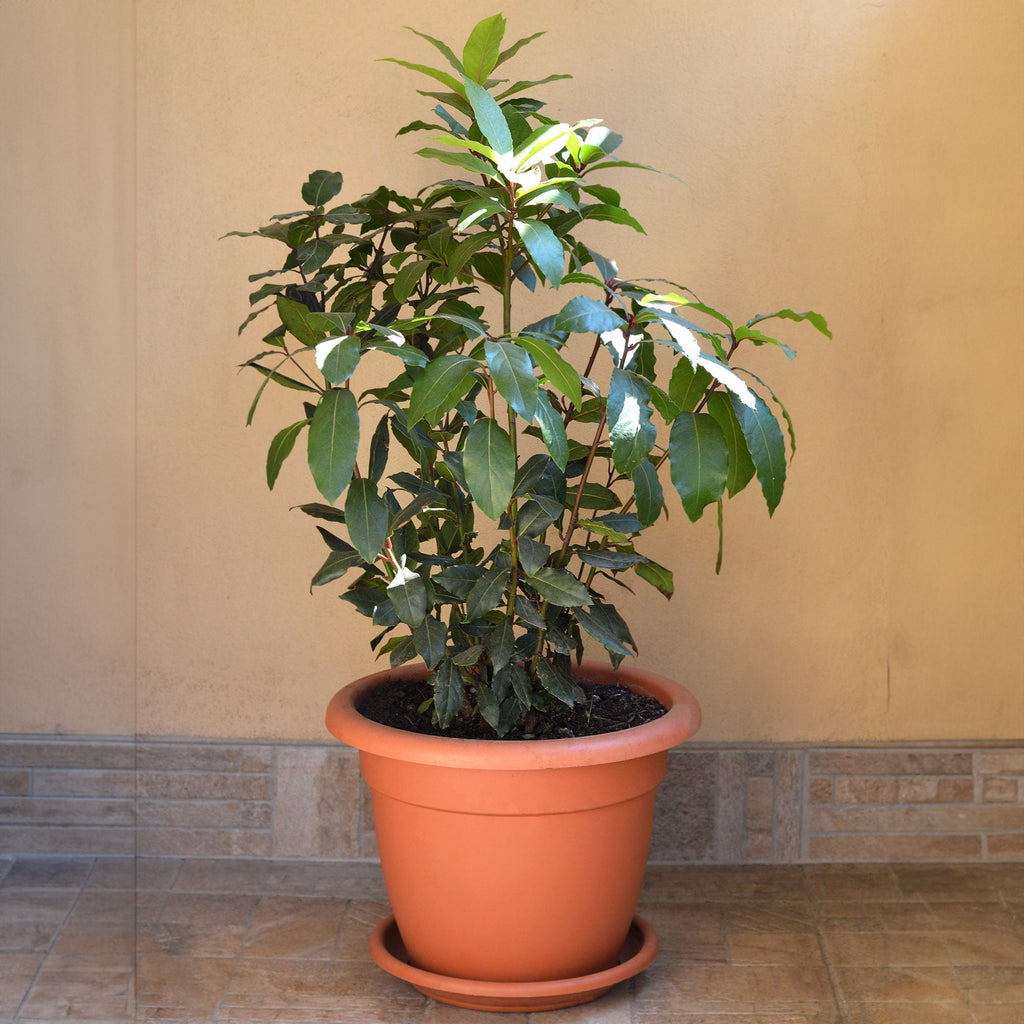 Bay Laurel Tree - Cheeky Garden