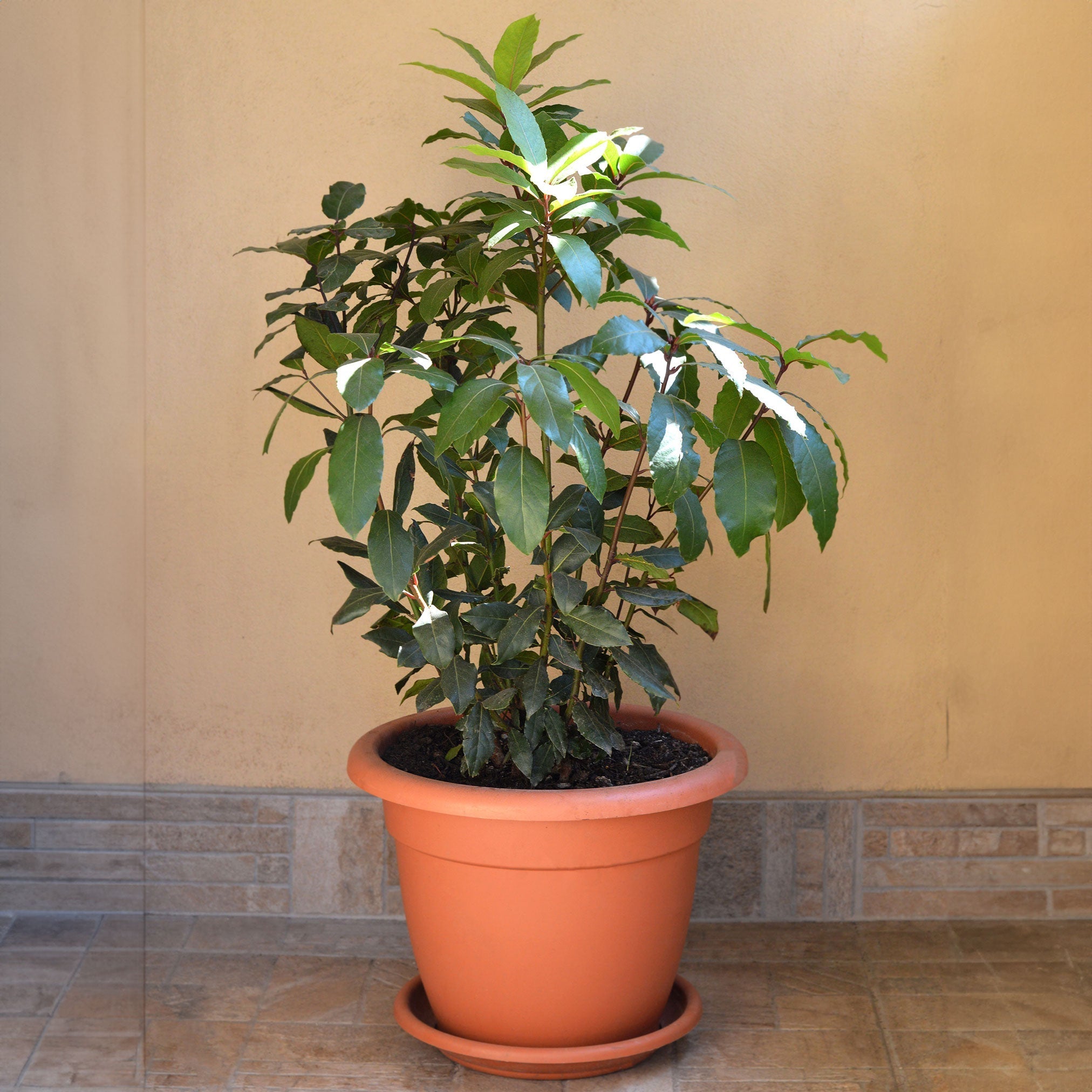 Bay Laurel Tree - Cheeky Garden