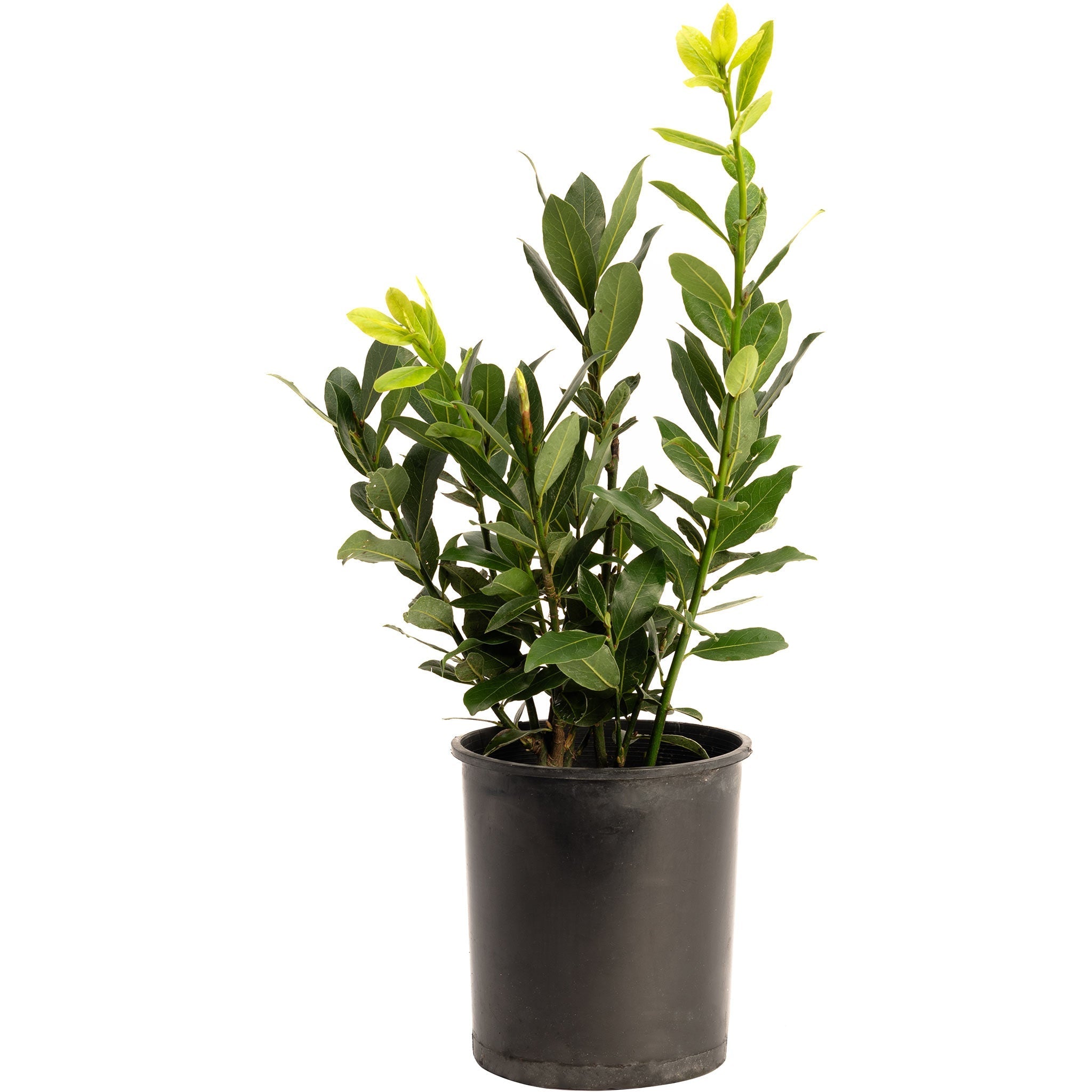 Bay Laurel Tree - Cheeky Garden