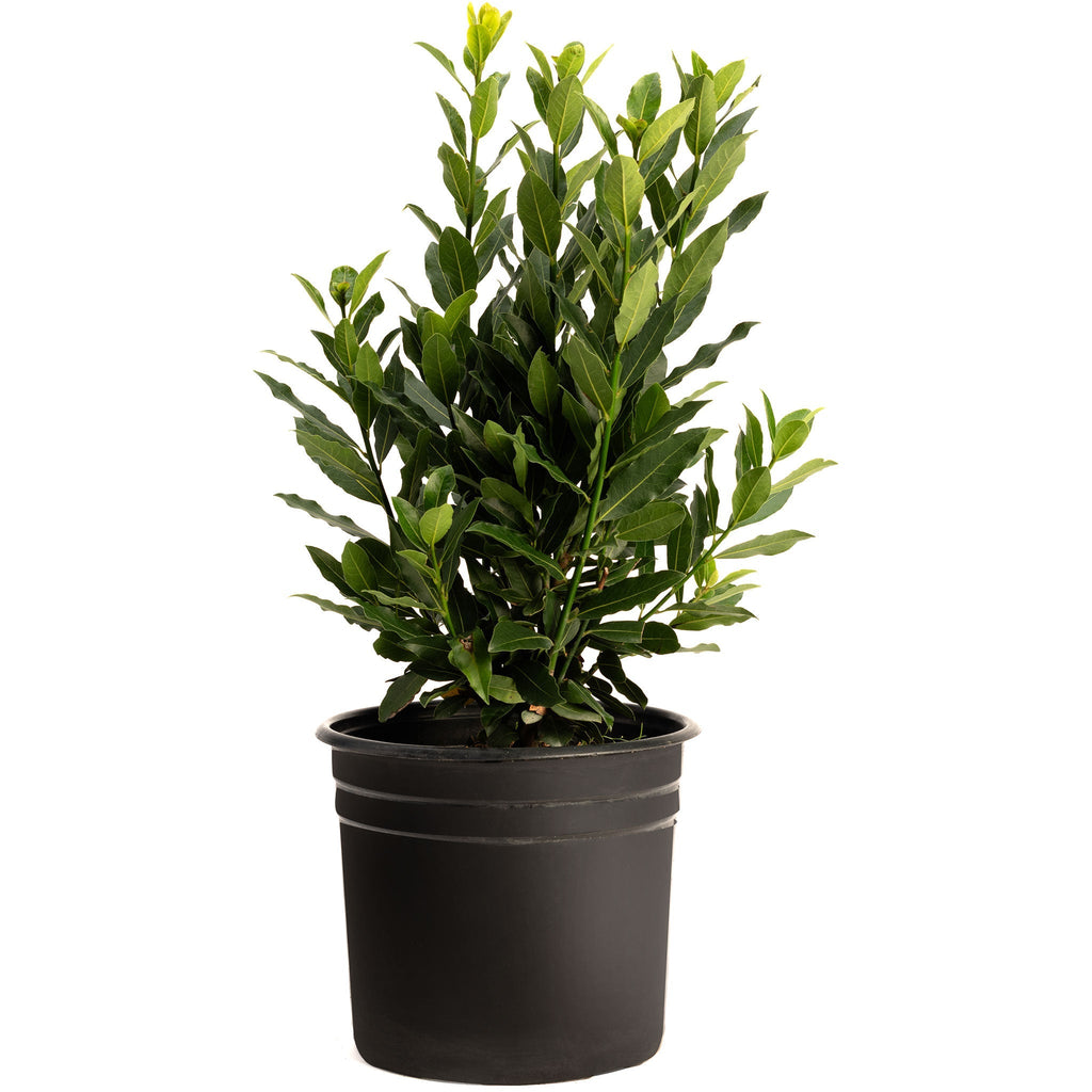Bay Laurel Tree - Cheeky Garden