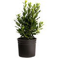 Bay Laurel Tree - Cheeky Garden