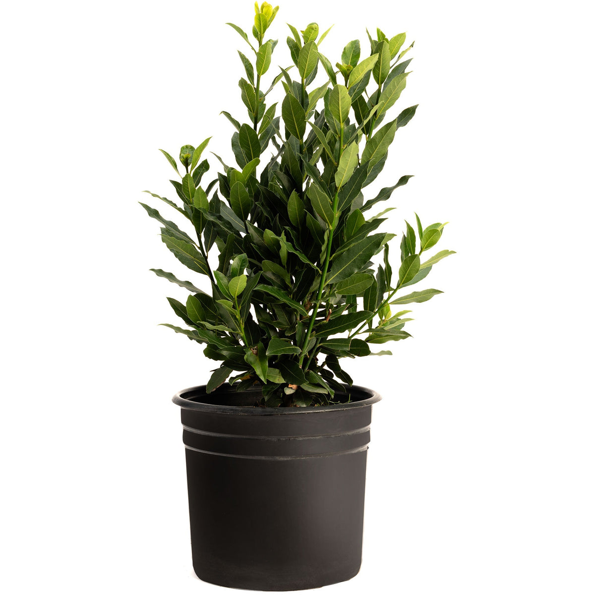 Bay Laurel Tree - Cheeky Garden