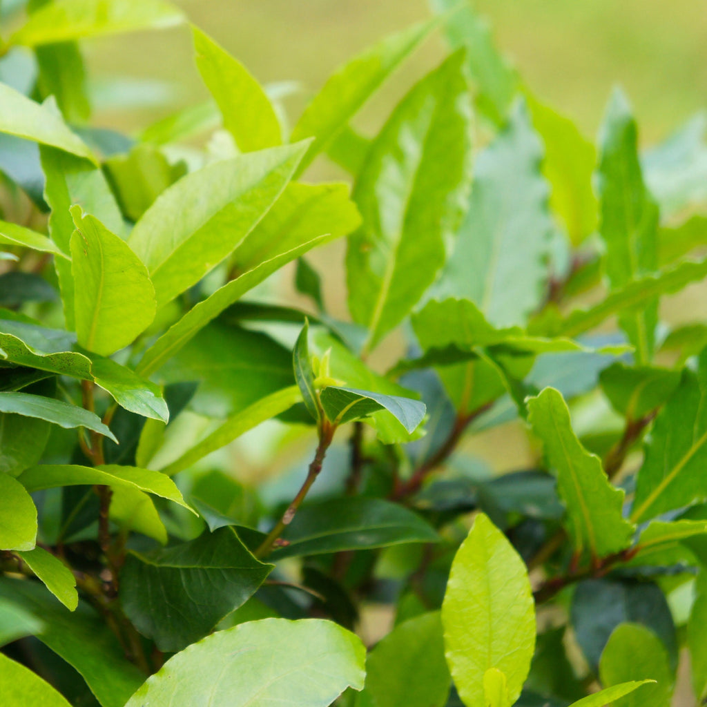 Bay Laurel Tree - Cheeky Garden