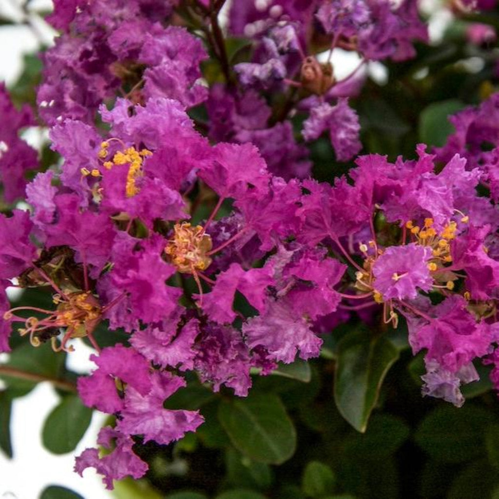 Bellini® Grape Crape Myrtle - Cheeky Garden