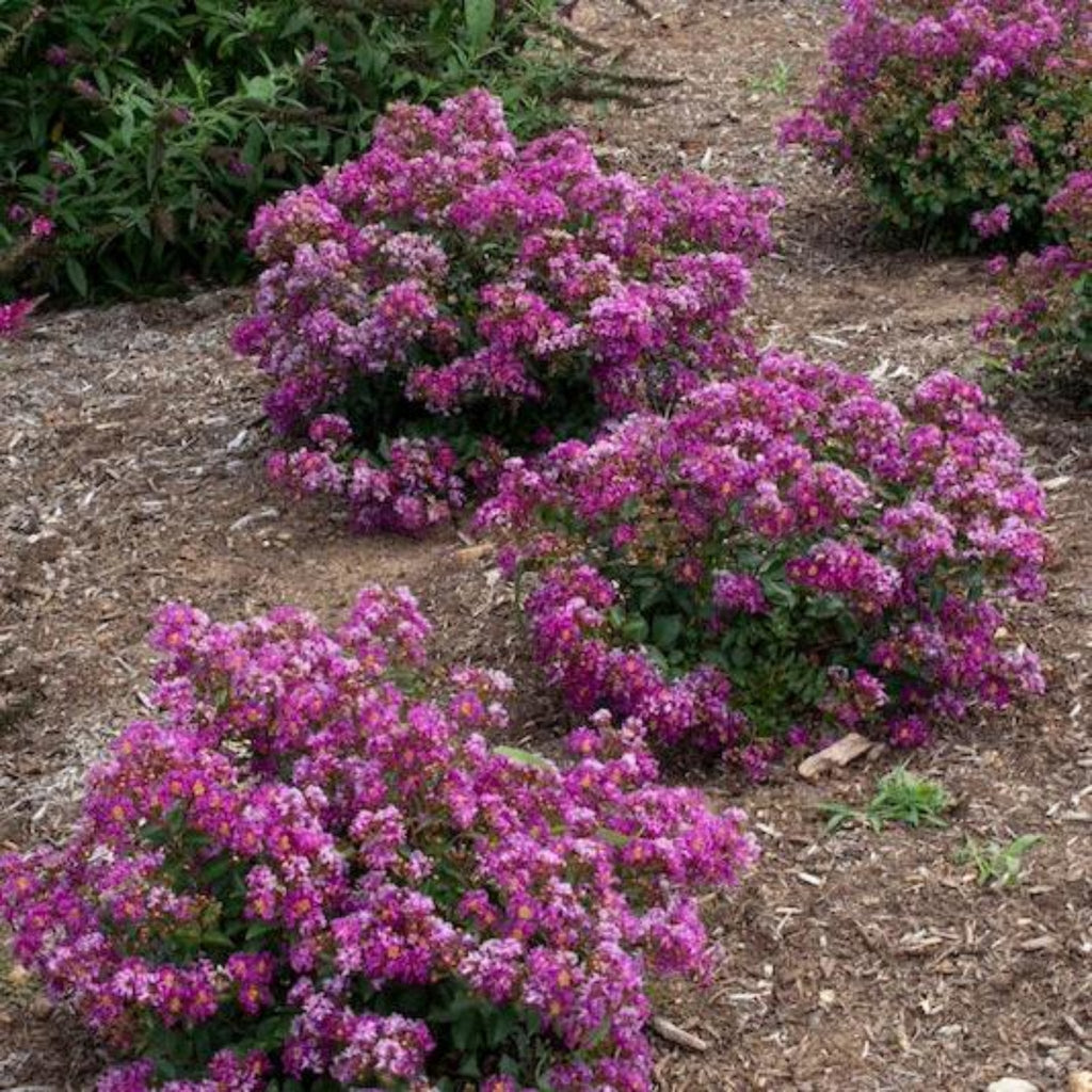 Bellini® Grape Crape Myrtle - Cheeky Garden