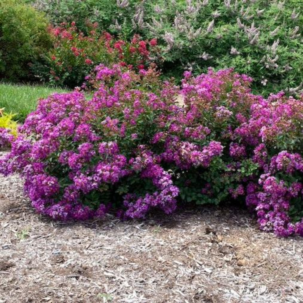 Bellini® Grape Crape Myrtle - Cheeky Garden