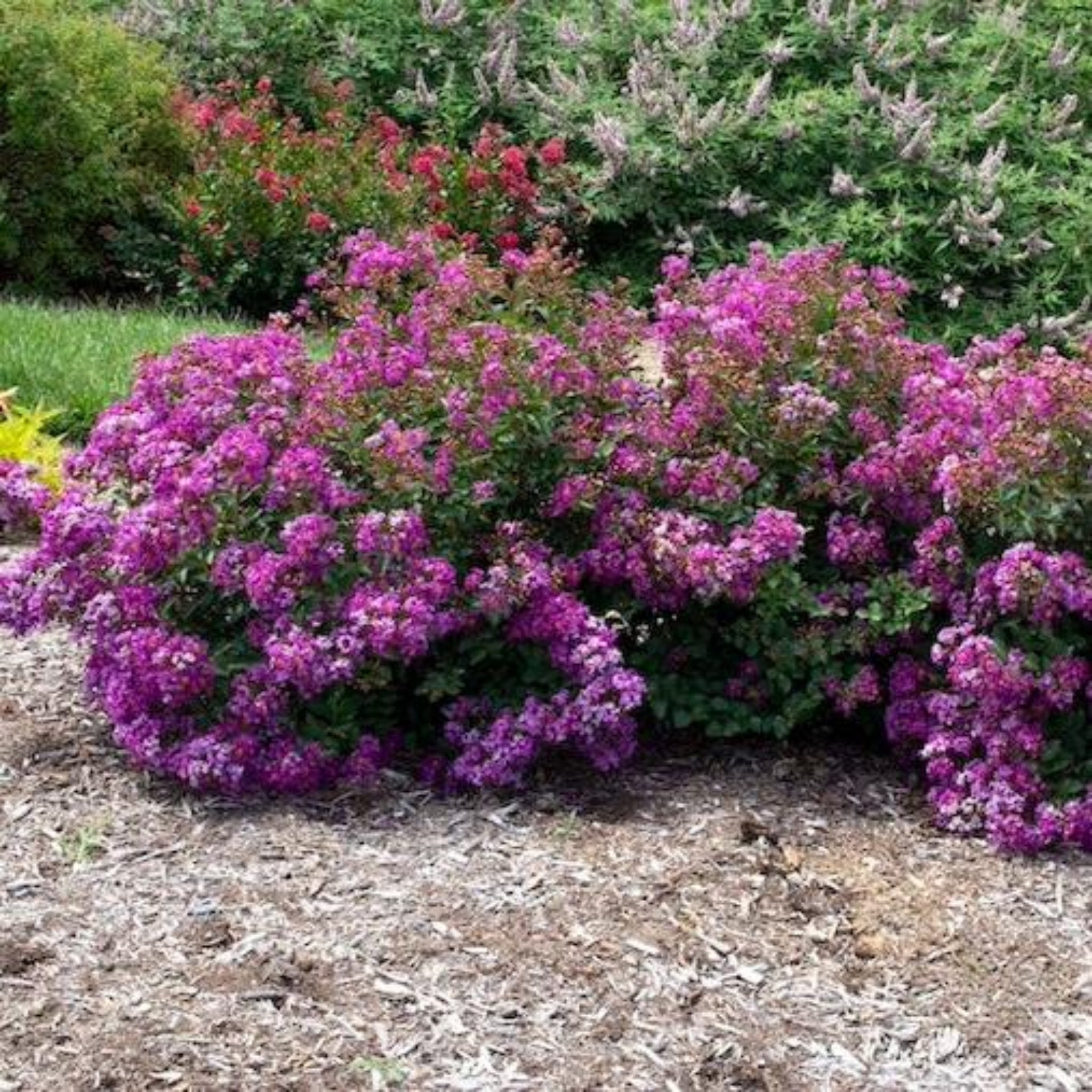Bellini® Grape Crape Myrtle - Cheeky Garden