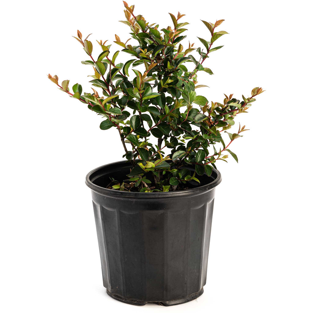 Bellini® Grape Crape Myrtle - Cheeky Garden