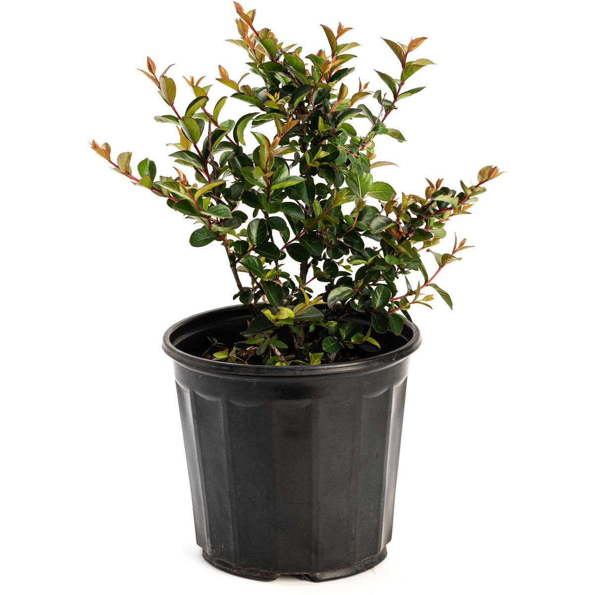 Bellini® Grape Crape Myrtle - Cheeky Garden