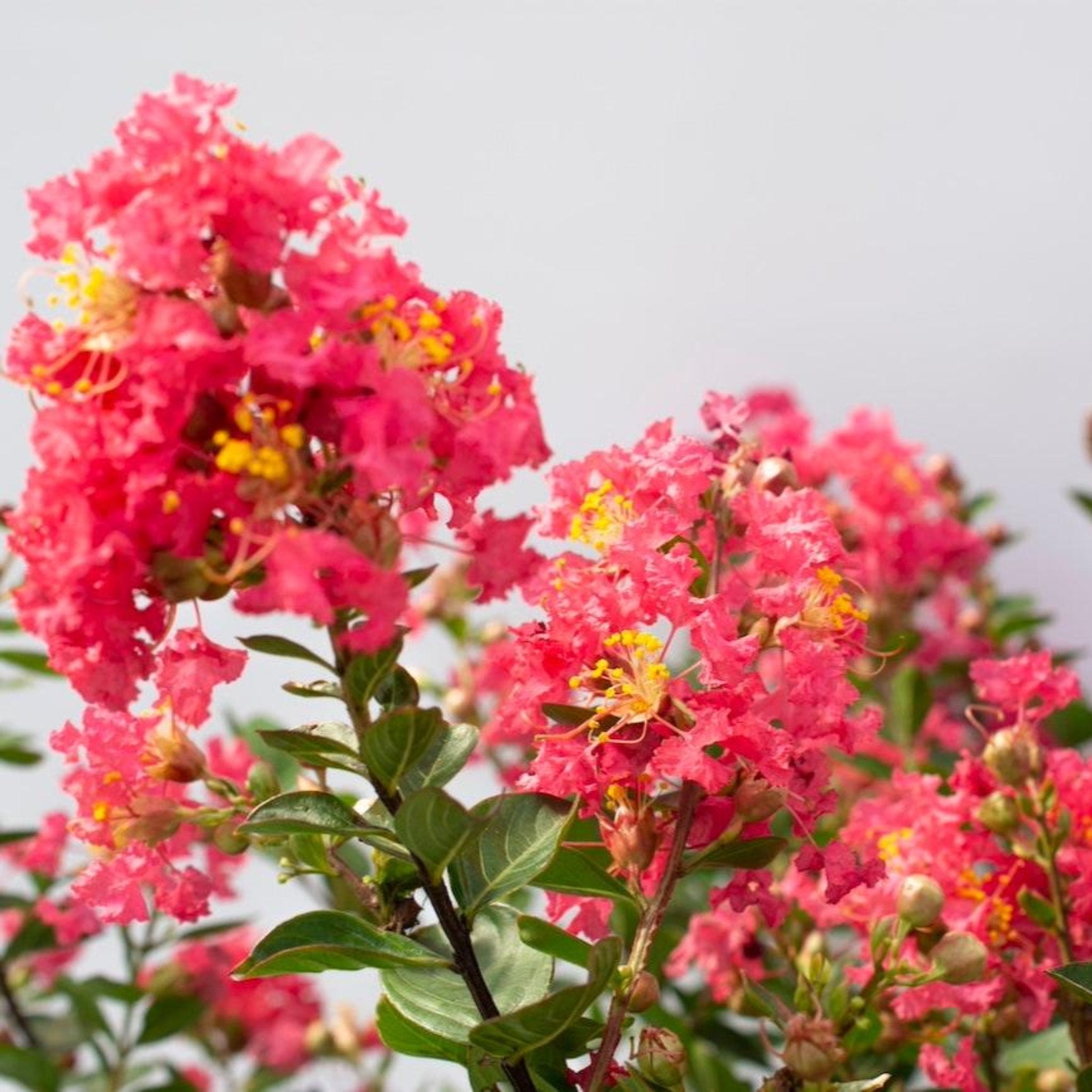 Bellini® Raspberry Crape Myrtle - Cheeky Garden