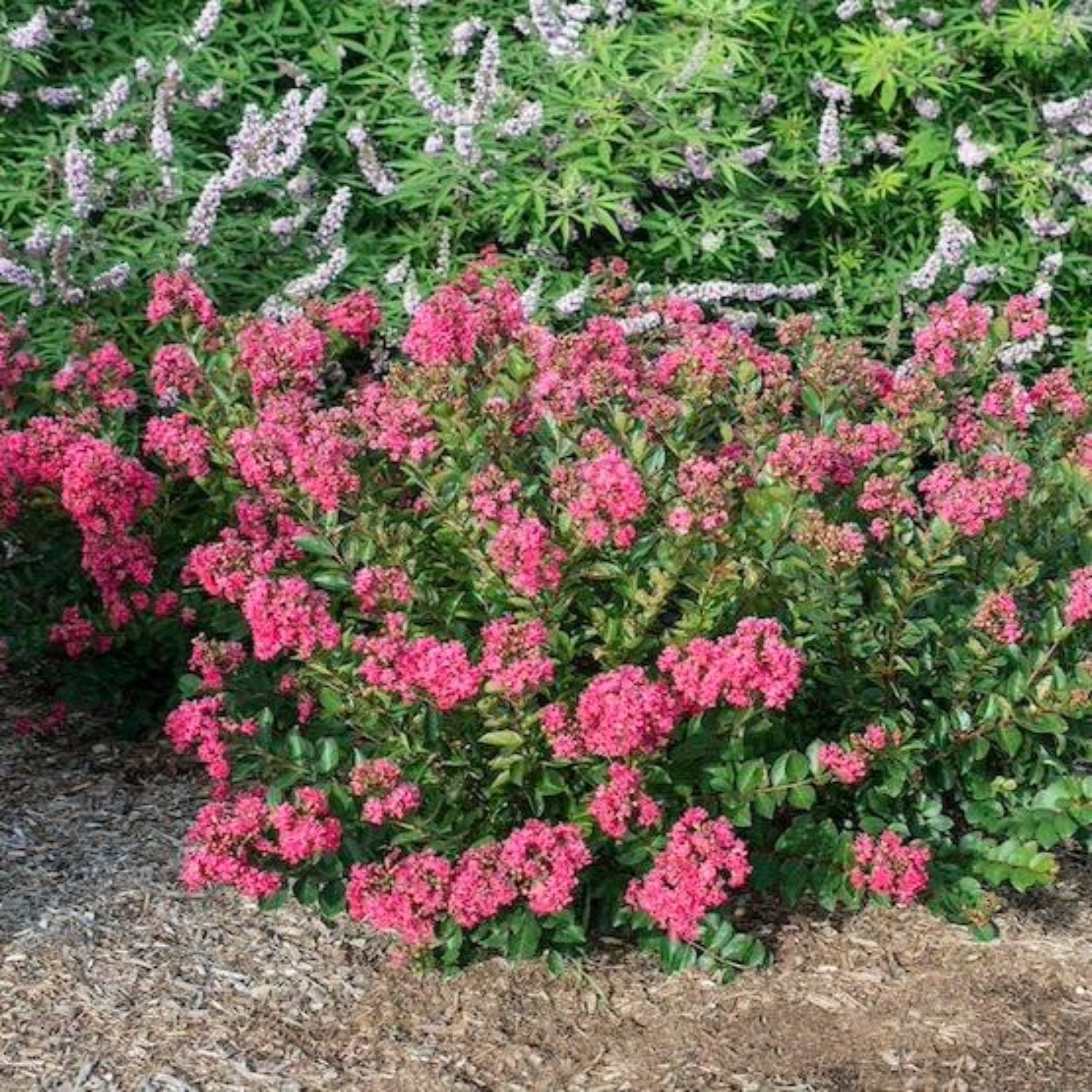Bellini® Raspberry Crape Myrtle - Cheeky Garden
