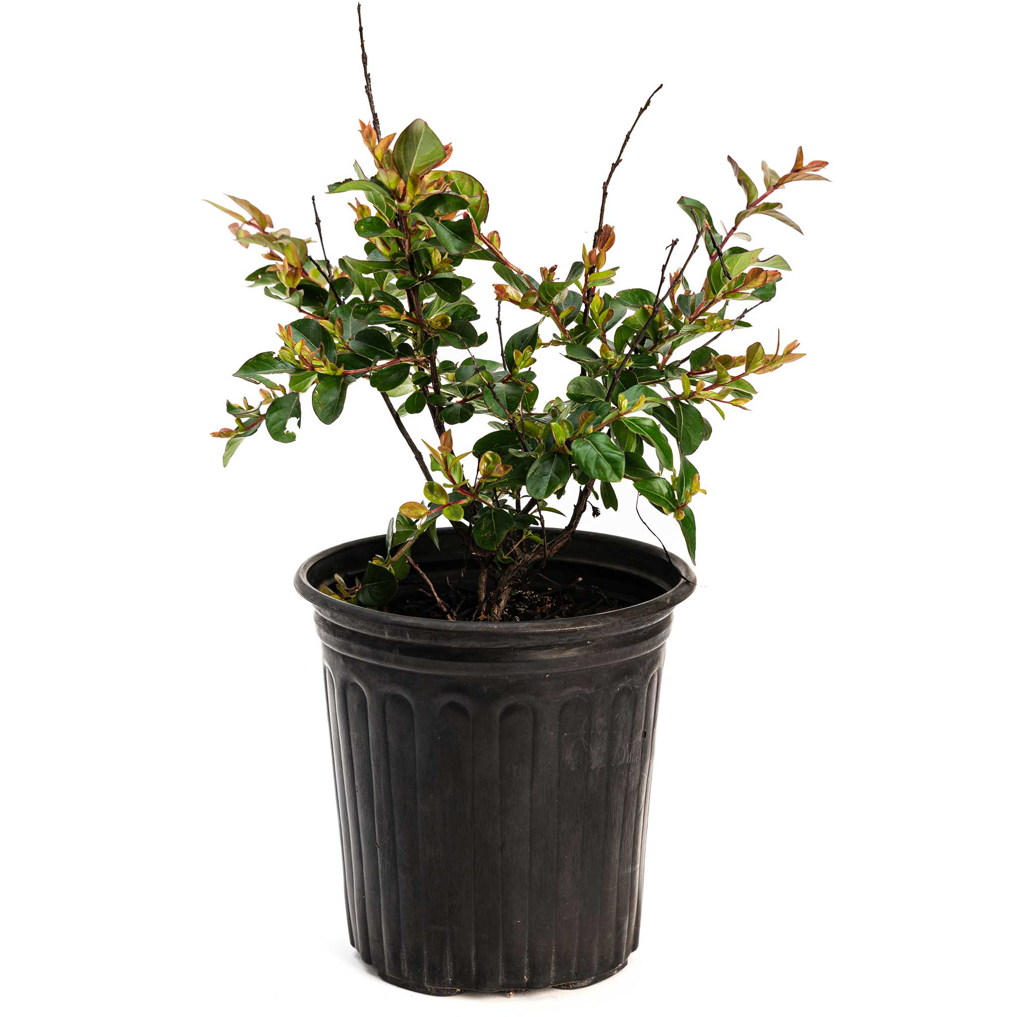 Bellini® Raspberry Crape Myrtle - Cheeky Garden