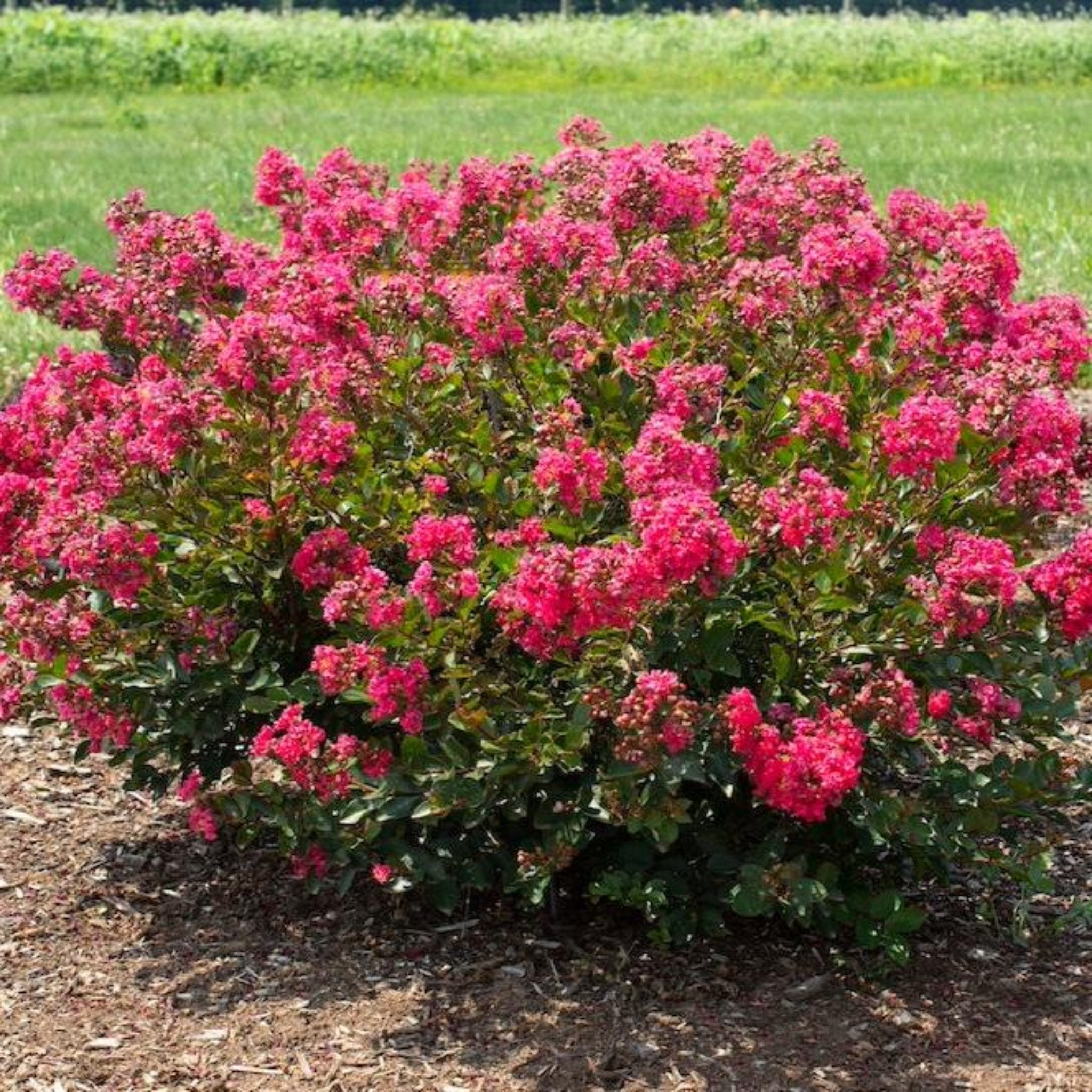 Bellini® Raspberry Crape Myrtle - Cheeky Garden