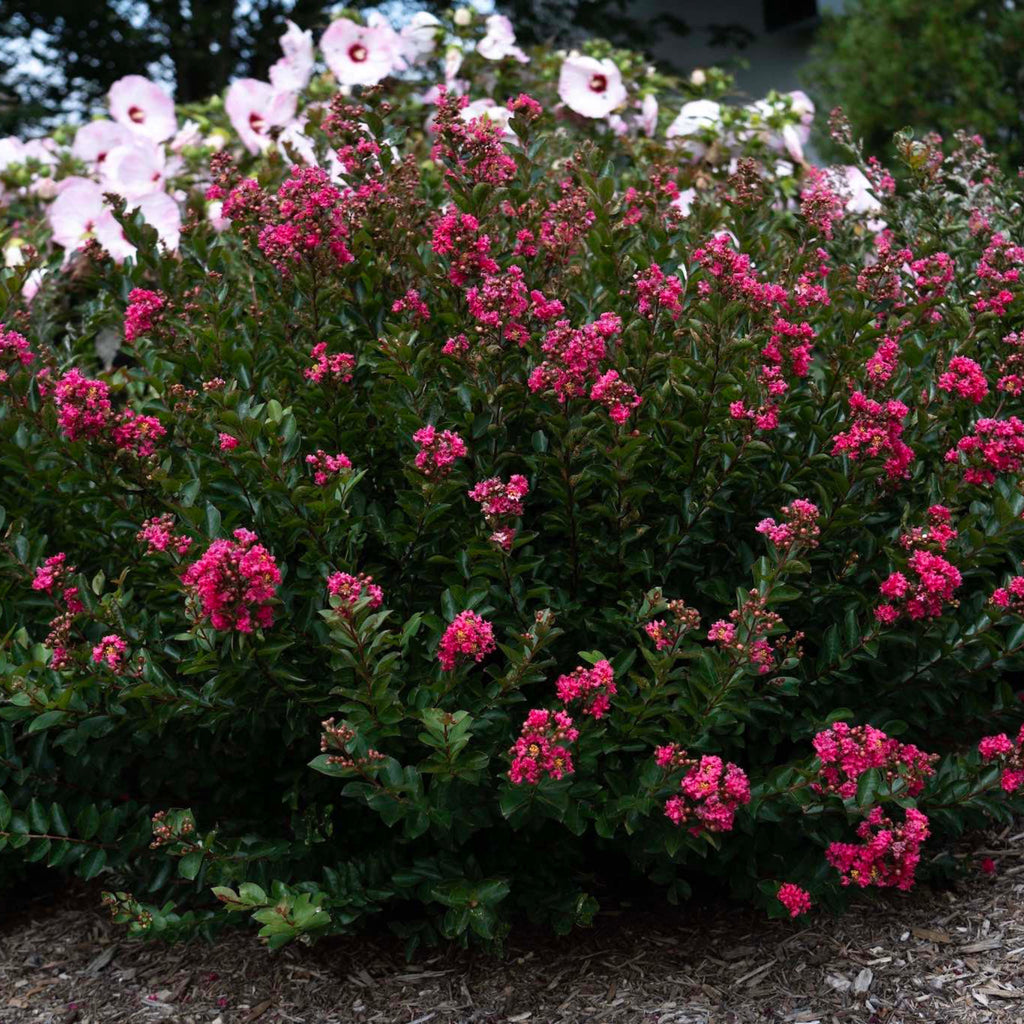 Bellini® Strawberry Crape Myrtle - Cheeky Garden