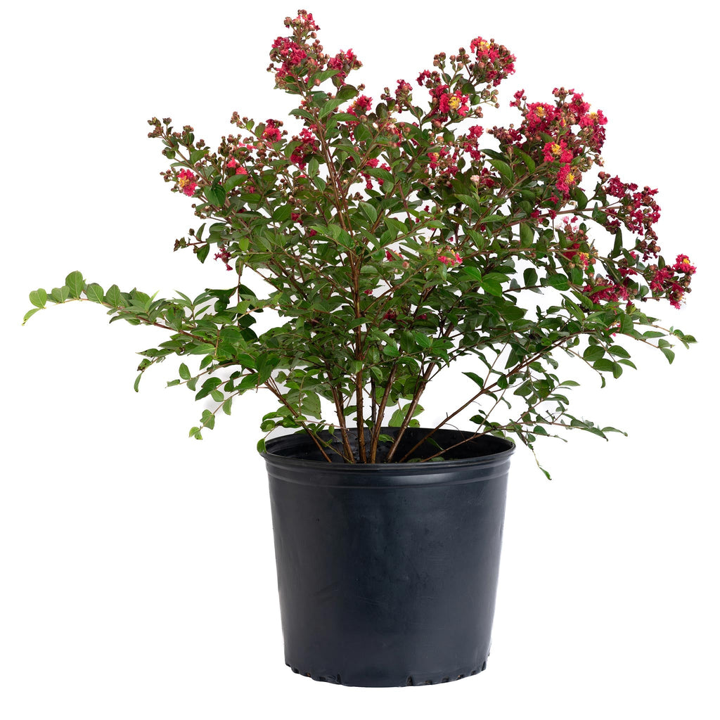 Bellini® Strawberry Crape Myrtle - Cheeky Garden