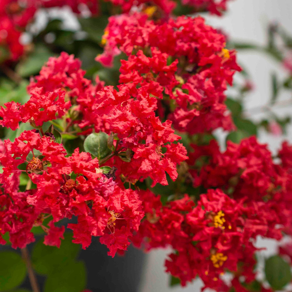 Bellini® Strawberry Crape Myrtle - Cheeky Garden