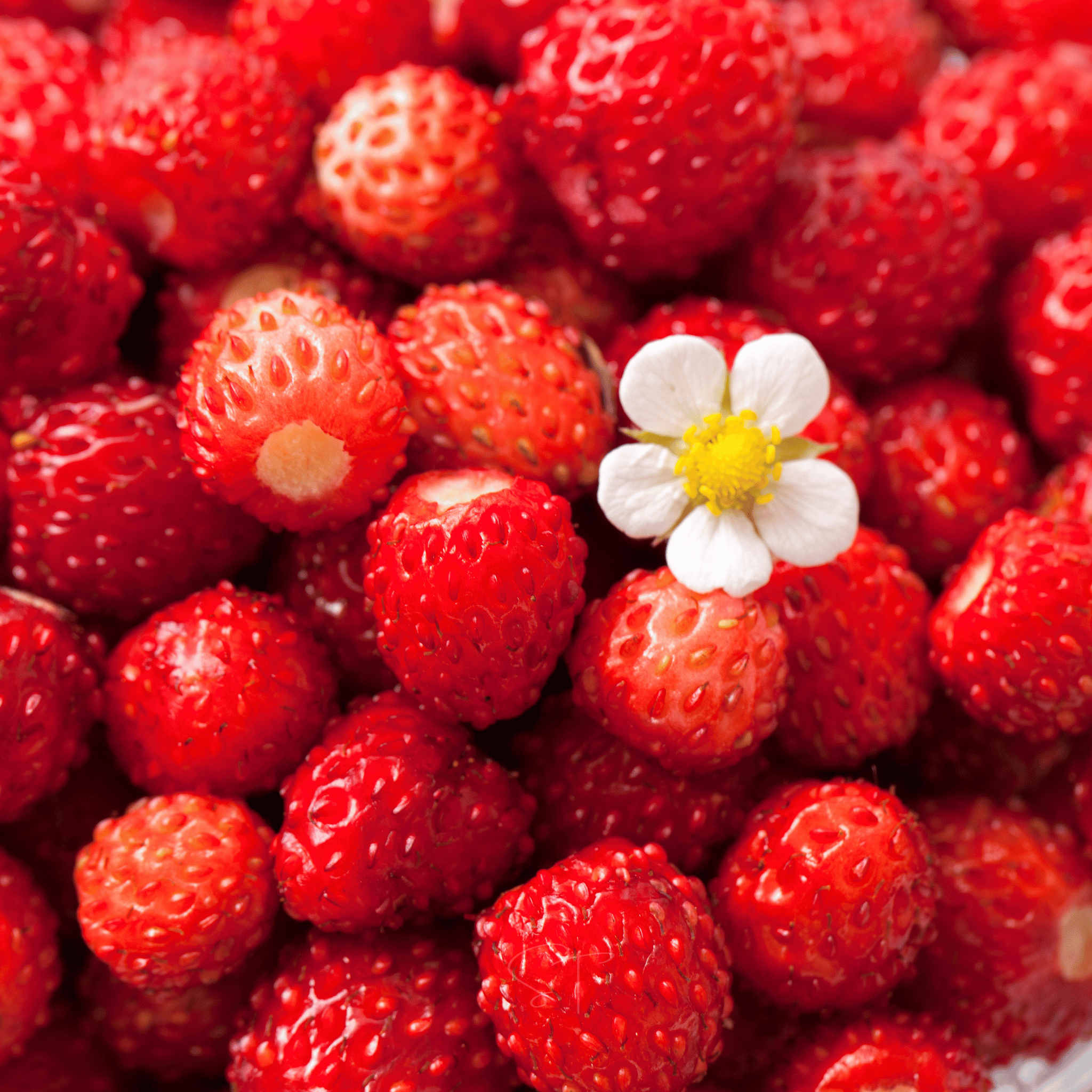 Berry Seed Collection (Elderberry • Blueberry • Strawberry) - Cheeky Garden