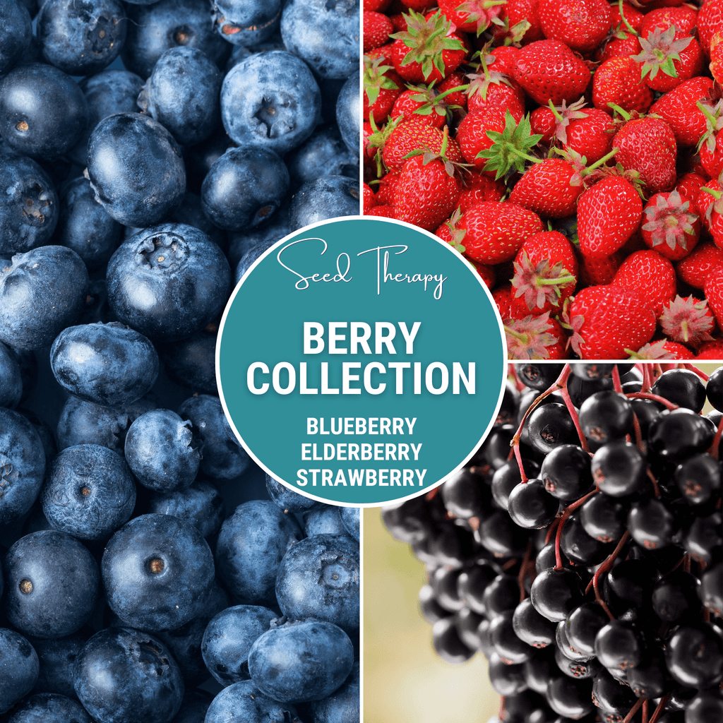 Berry Seed Collection (Elderberry • Blueberry • Strawberry) - Cheeky Garden