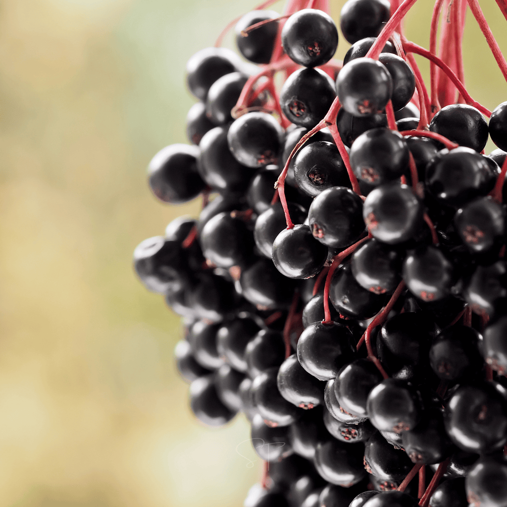 Berry Seed Collection (Elderberry • Blueberry • Strawberry) - Cheeky Garden