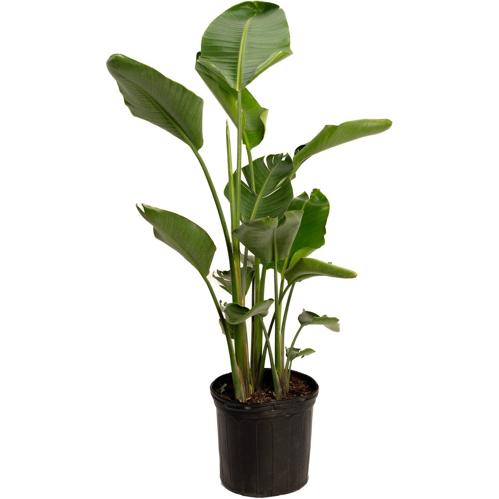 Bird of Paradise - Cheeky Garden