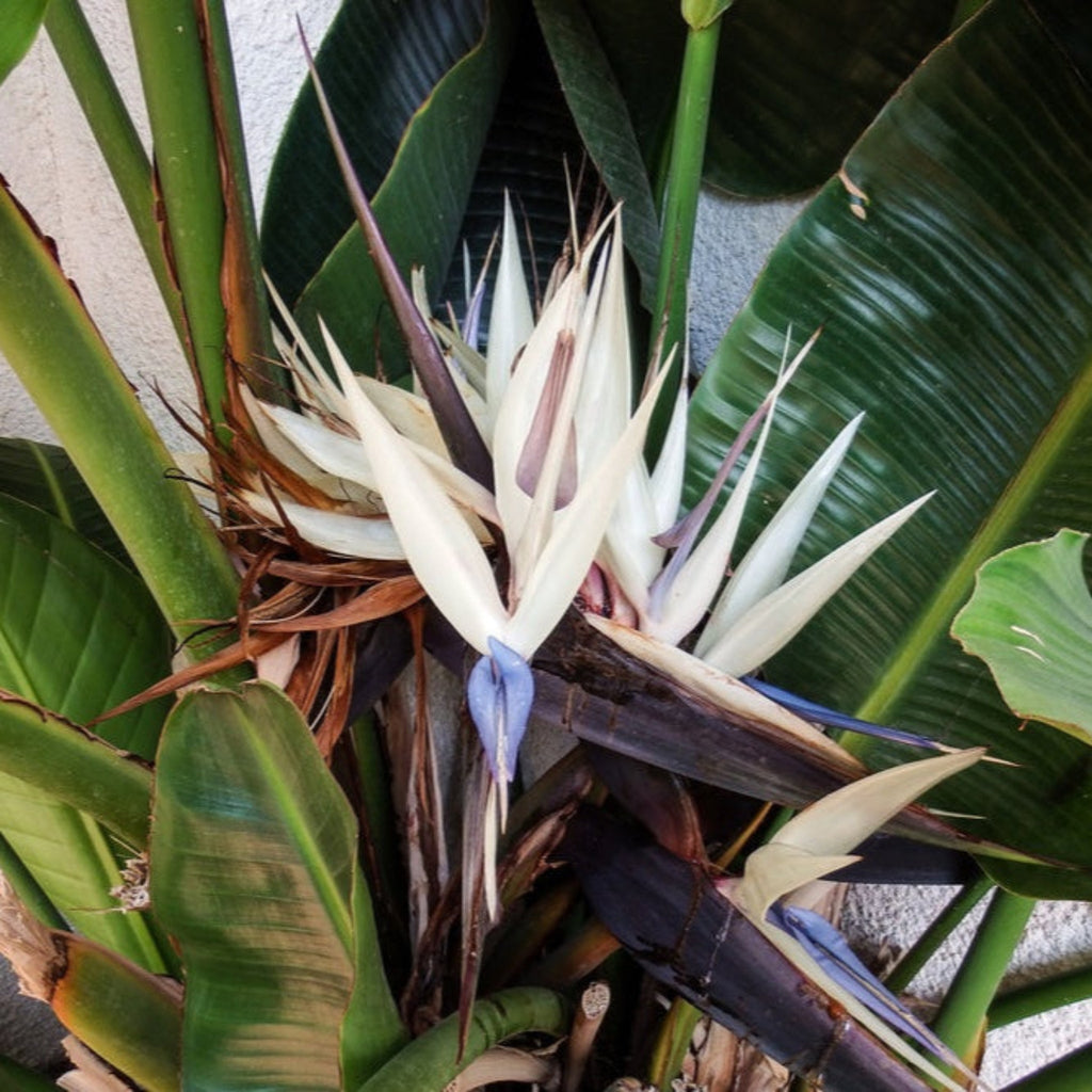 Bird of Paradise - Cheeky Garden