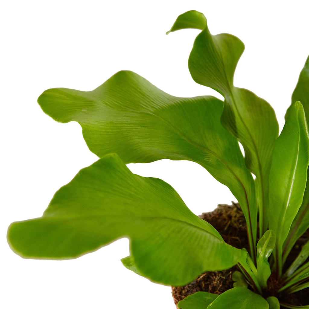 Bird's Nest 'Nidus' Fern - Cheeky Garden