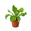 Bird's Nest 'Nidus' Fern - 4" Pot - NURSERY POT ONLY - Cheeky Garden