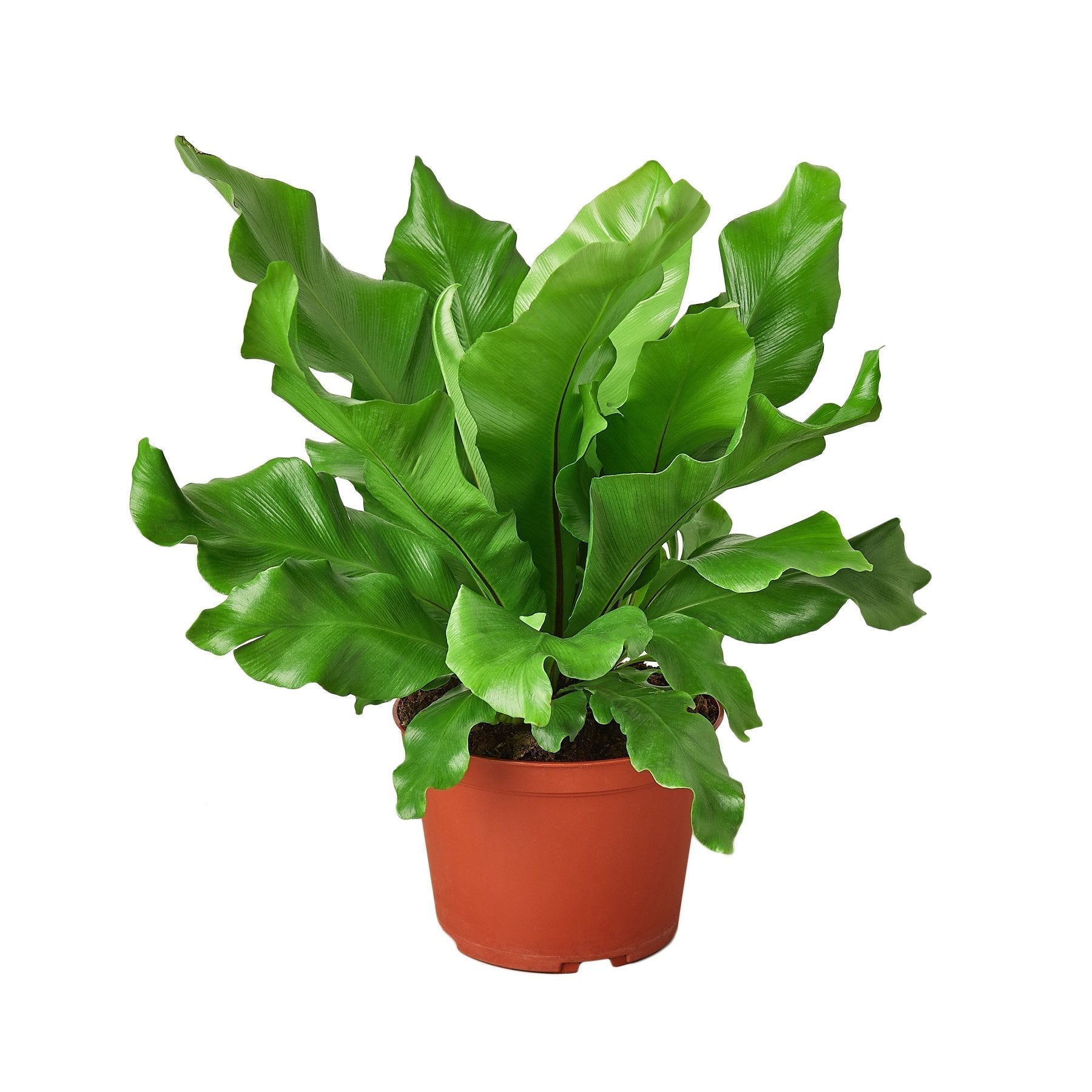 Bird's Nest 'Nidus' Fern - Cheeky Garden