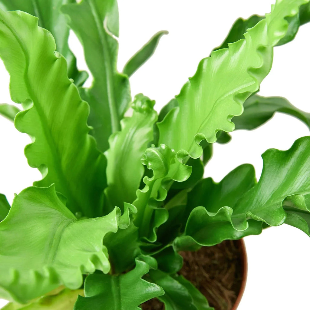 Bird’s Nest 'Victoria' Fern - Cheeky Garden