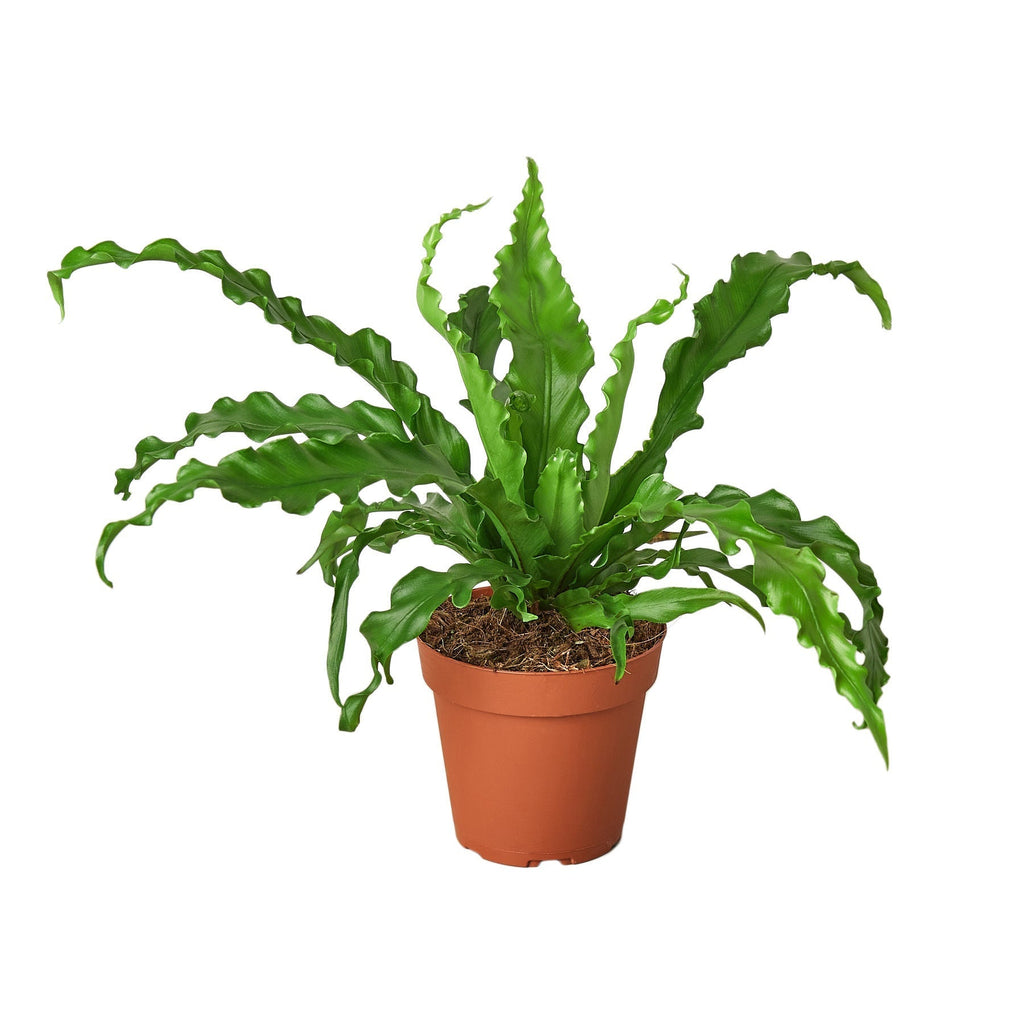 Bird’s Nest 'Victoria' Fern - Cheeky Garden