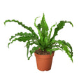 Bird’s Nest 'Victoria' Fern - Cheeky Garden