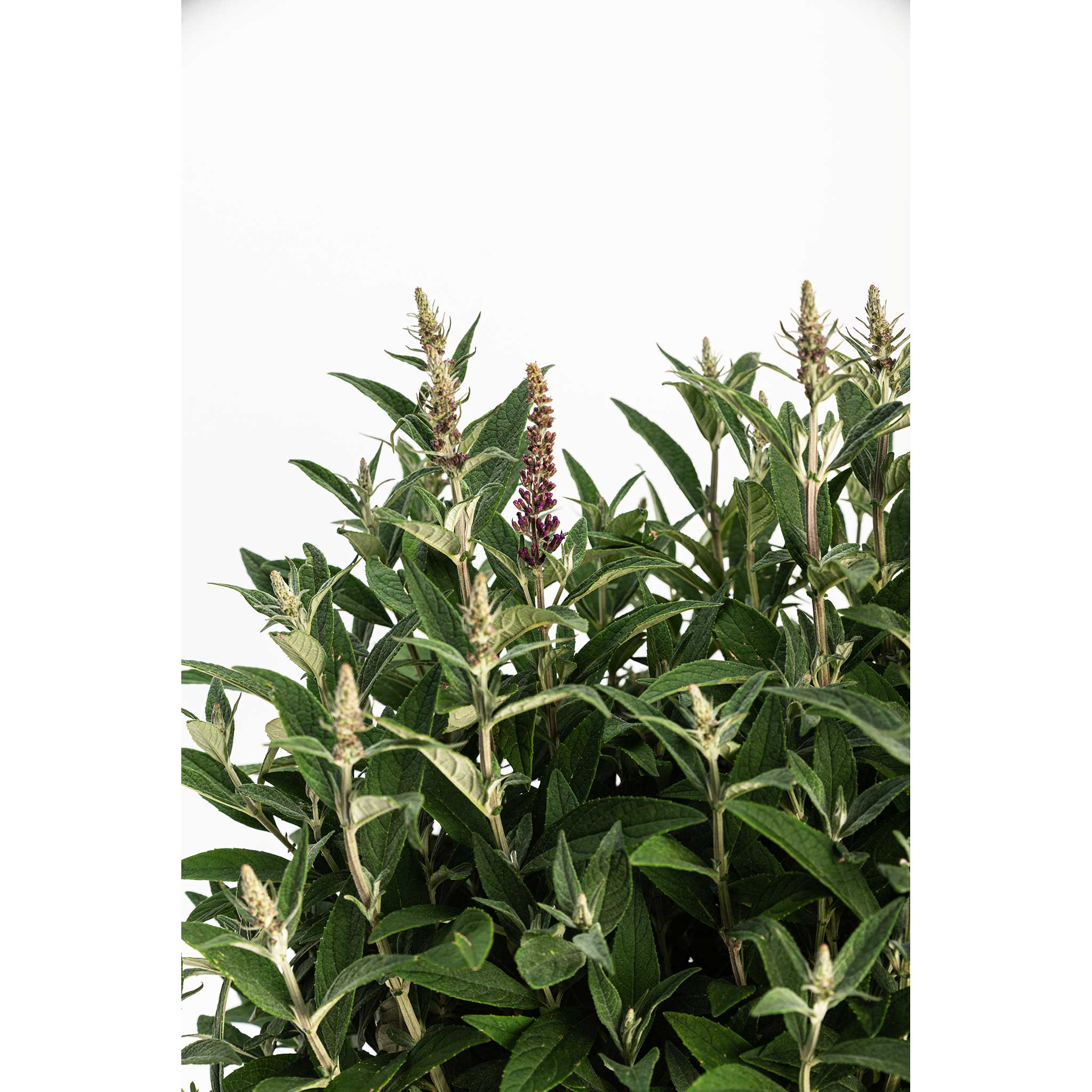 Birthday Cake® Butterfly Bush - Cheeky Garden