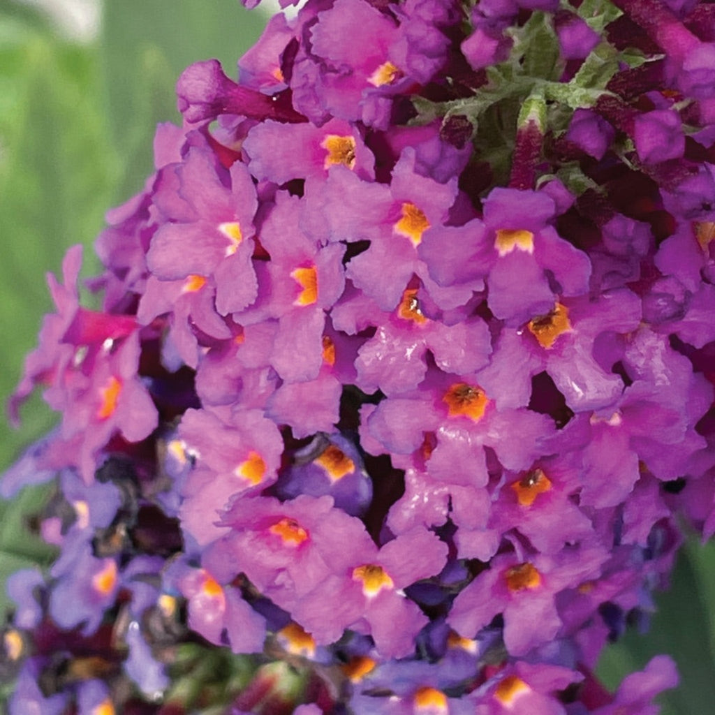 Birthday Cake® Butterfly Bush - Cheeky Garden