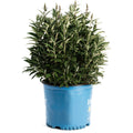 Birthday Cake® Butterfly Bush - Cheeky Garden