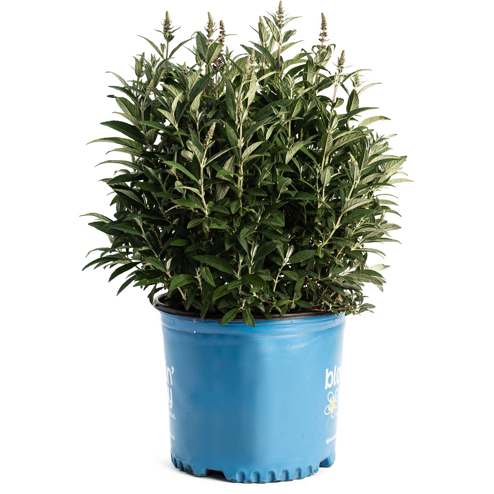 Birthday Cake® Butterfly Bush - Cheeky Garden