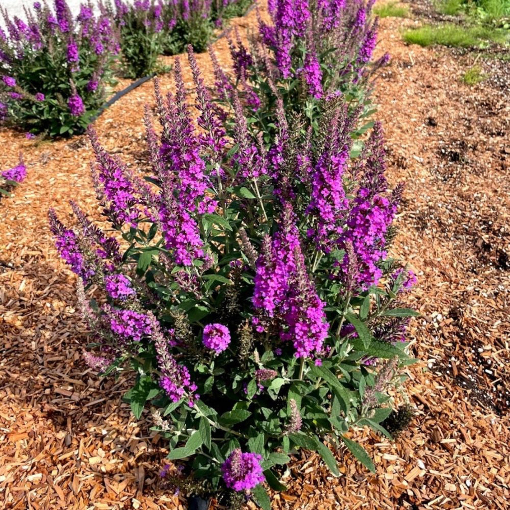 Birthday Cake® Butterfly Bush - Cheeky Garden